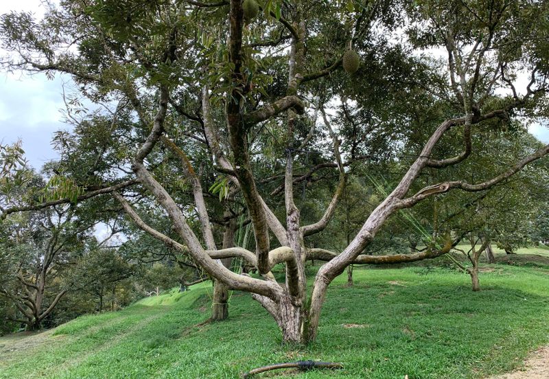 Raub,Bentong, Tras, Sang Lee, Durian Orchard For Sale