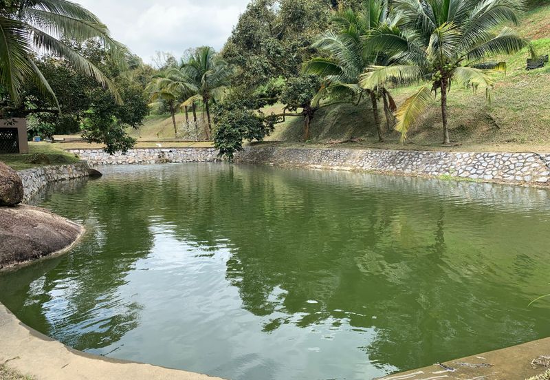 Raub,Bentong, Tras, Sang Lee, Durian Orchard For Sale