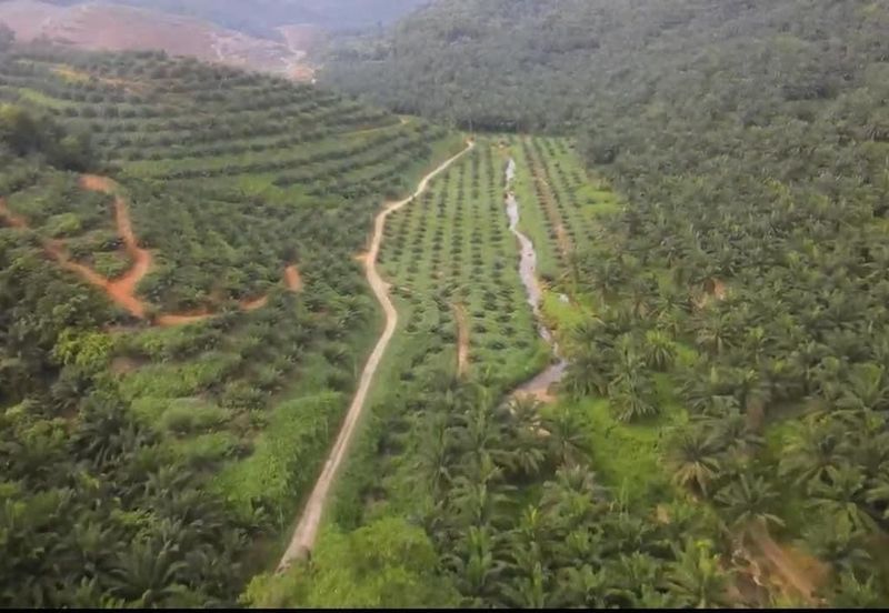 Sungai Siput, Kuala Kangsar, Perak, 999 Acres Oil Palm Plantation