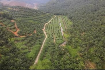 Sungai Siput, Kuala Kangsar, Perak, 999 Acres Oil Palm Plantation