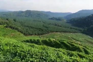 Sungai Siput, Kuala Kangsar, Perak, 999 Acres Oil Palm Plantation
