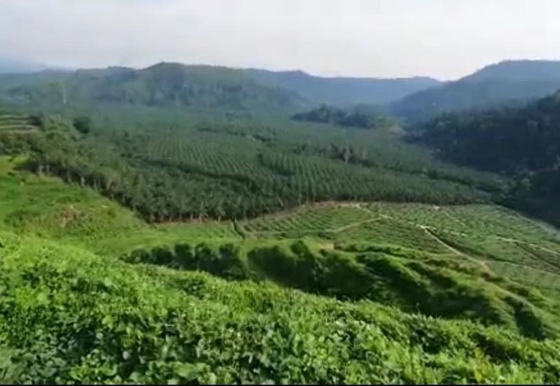 Sungai Siput, Kuala Kangsar, Perak, 999 Acres Oil Palm Plantation