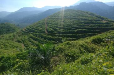 Sungai Siput, Kuala Kangsar, Perak, 999 Acres Oil Palm Plantation
