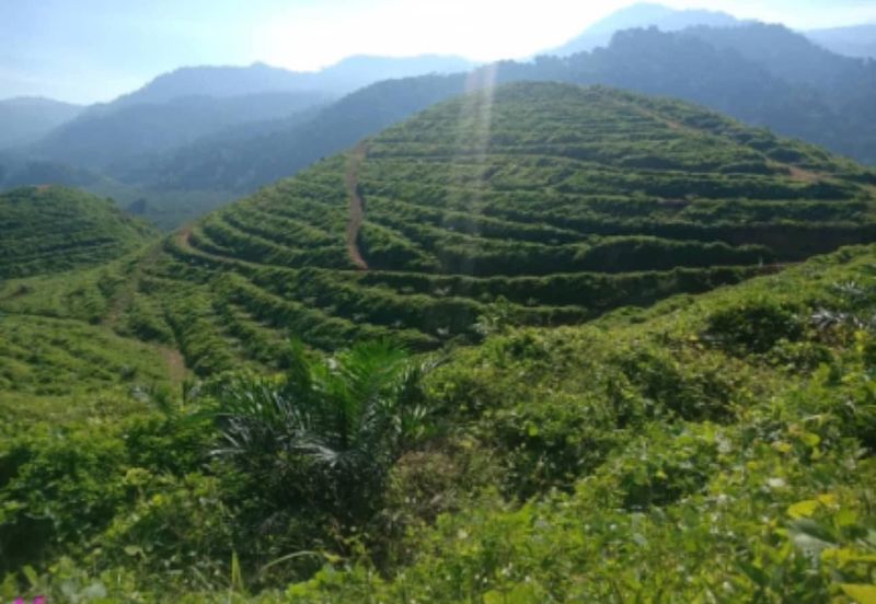 Sungai Siput, Kuala Kangsar, Perak, 999 Acres Oil Palm Plantation