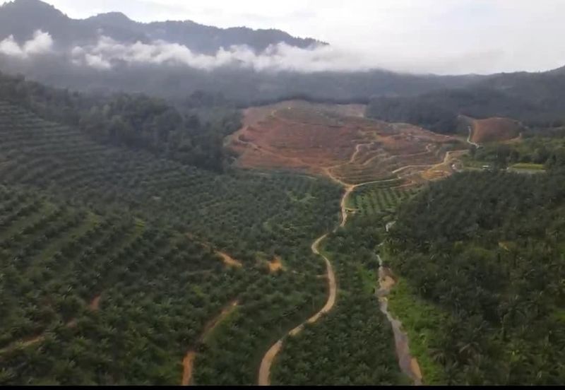 Sungai Siput, Kuala Kangsar, Perak, 999 Acres Oil Palm Plantation