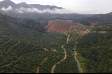 Sungai Siput, Kuala Kangsar, Perak, 999 Acres Oil Palm Plantation