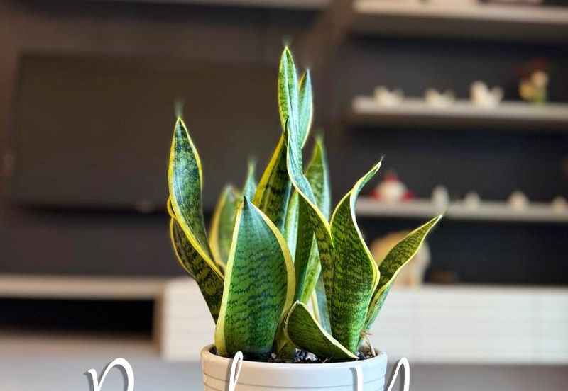 VISTA RESIDENCES, GENTING PERMAI AVENUE