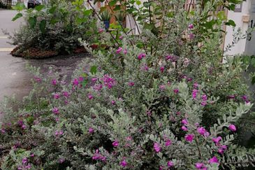 Bandar Seri Coalfields