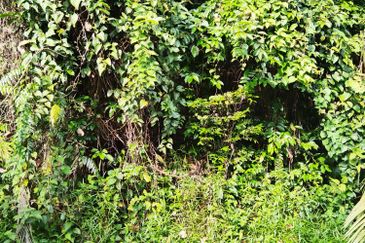 Bandar Saujana Utama