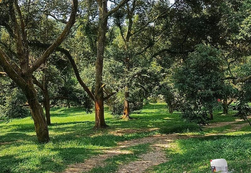 94 Acres Freehold Durian Farm land at Padang Tengku Town Pahang