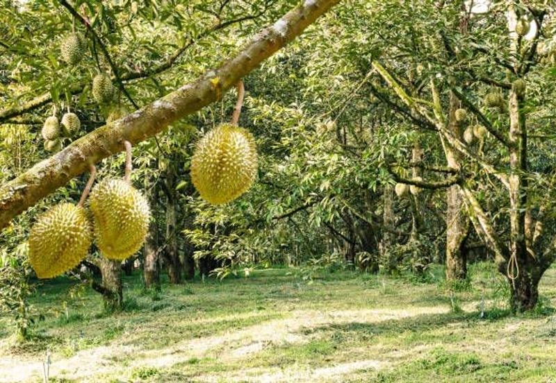 94 Acres Freehold Durian Farm land at Padang Tengku Town Pahang