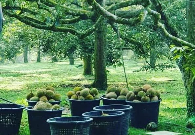 94 Acres Freehold Durian Farm land at Padang Tengku Town Pahang