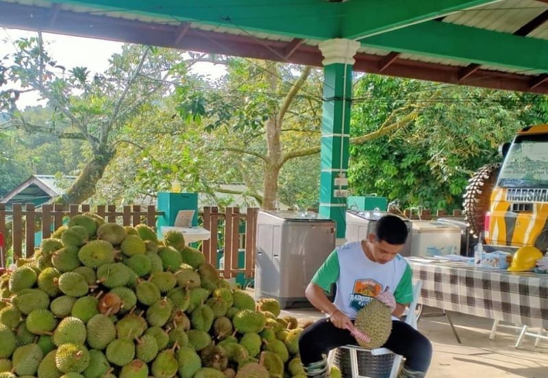 94 Acres Freehold Durian Farm land at Padang Tengku Town Pahang