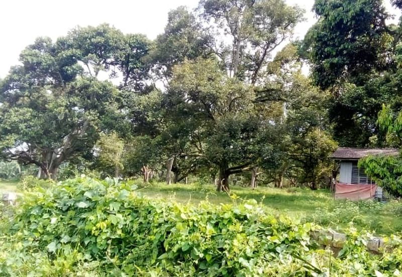 94 Acres Freehold Durian Farm land at Padang Tengku Town Pahang