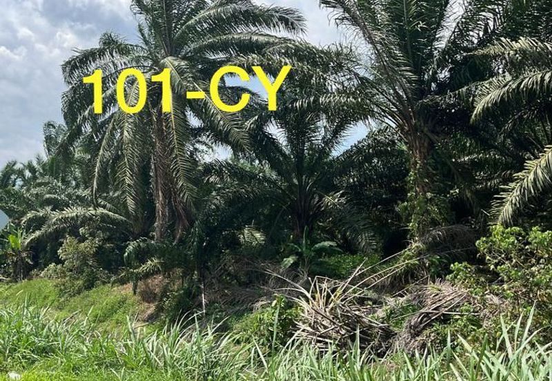 Worth To Buy 1.74 Arces Agriculture Land @ Jenjarom For Sale