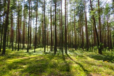 Agricultural land, Banting, Kuala Langkat