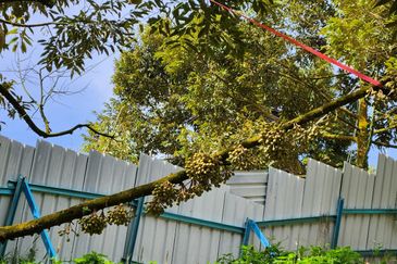 文冬榴莲地出售