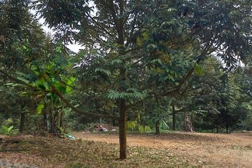 劳勿榴莲地出售  -15 英亩 （Raub Durian Land @15 Acres）