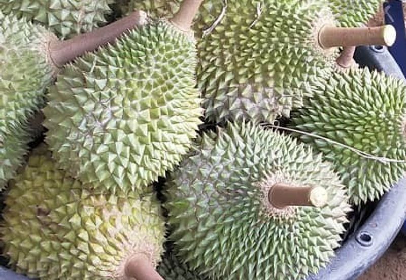 劳勿榴莲地出售  -15 英亩 （Raub Durian Land @15 Acres）