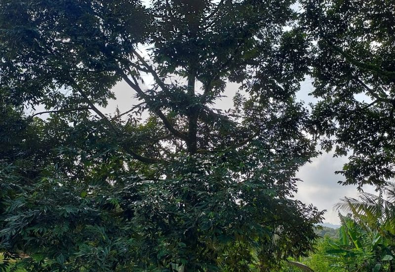 劳勿榴莲地出售  -15 英亩 （Raub Durian Land @15 Acres）