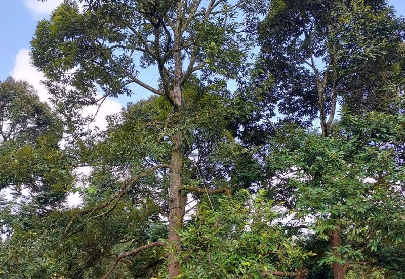 劳勿榴莲地出售  -15 英亩 （Raub Durian Land @15 Acres）