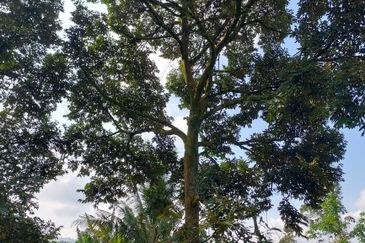 劳勿榴莲地出售  -15 英亩 （Raub Durian Land @15 Acres）