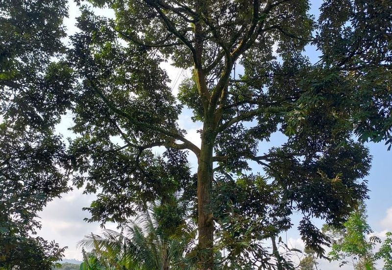 劳勿榴莲地出售  -15 英亩 （Raub Durian Land @15 Acres）