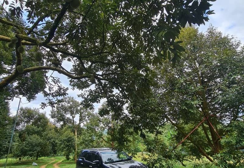 劳勿榴莲地出售  -15 英亩 （Raub Durian Land @15 Acres）