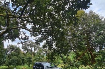 劳勿榴莲地出售  -15 英亩 （Raub Durian Land @15 Acres）