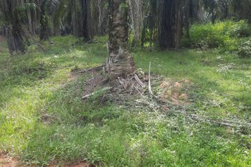 Crude Palm Oil Land for sale @ Jerantut