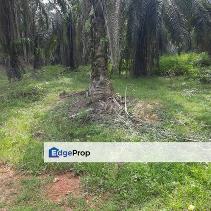 Crude Palm Oil Land for sale @ Jerantut, Pahang, Jerantut