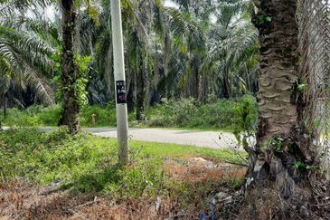 Crude Palm Oil Land for sale @ Jerantut