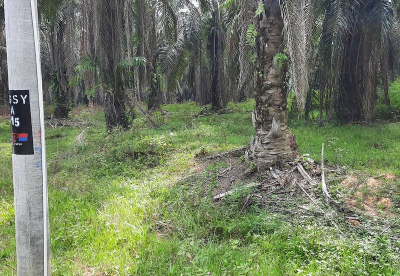 Crude Palm Oil Land for sale @ Jerantut