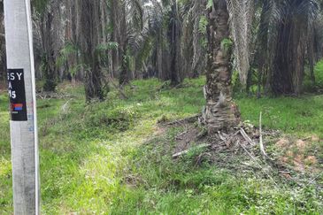 Crude Palm Oil Land for sale @ Jerantut