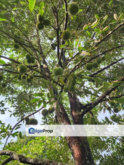 Durian Land for Sale @ Raub , Pahang, Raub